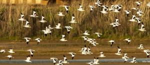 EVOA - Espaço de Visitação e Observação de Aves