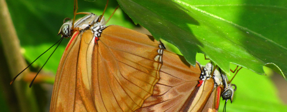 Borboletário Tropical