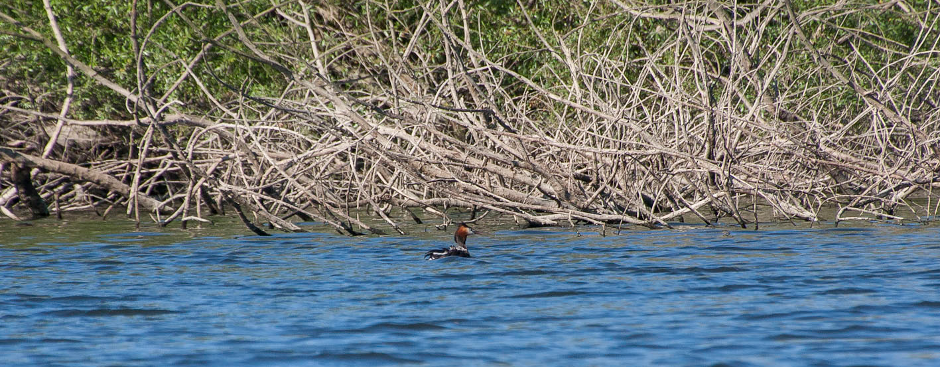Reserva Natural do Paul do Boquilobo